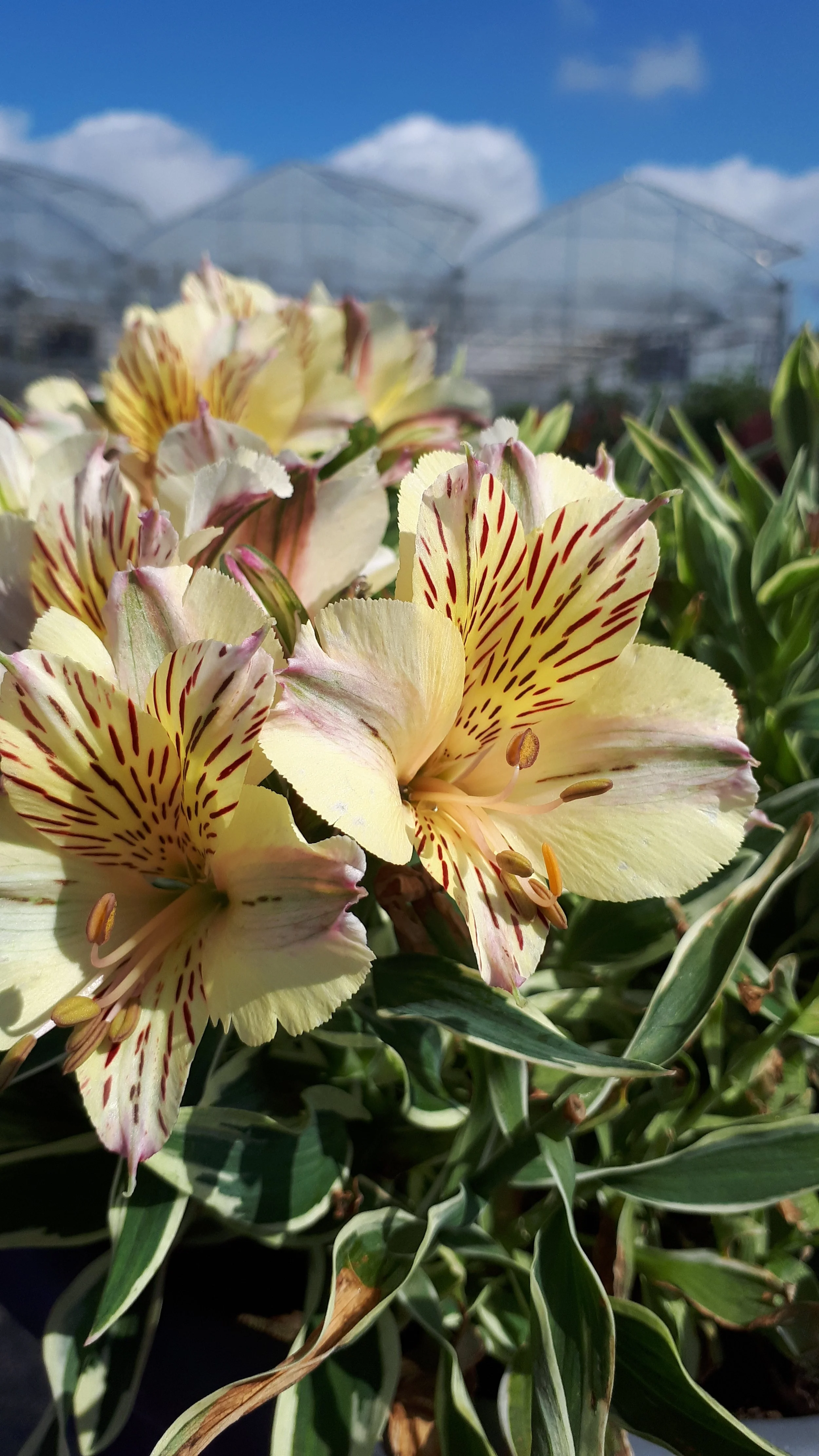 Alstroemeria x hybrida Colorita® Fabiana — ThinkPlants
